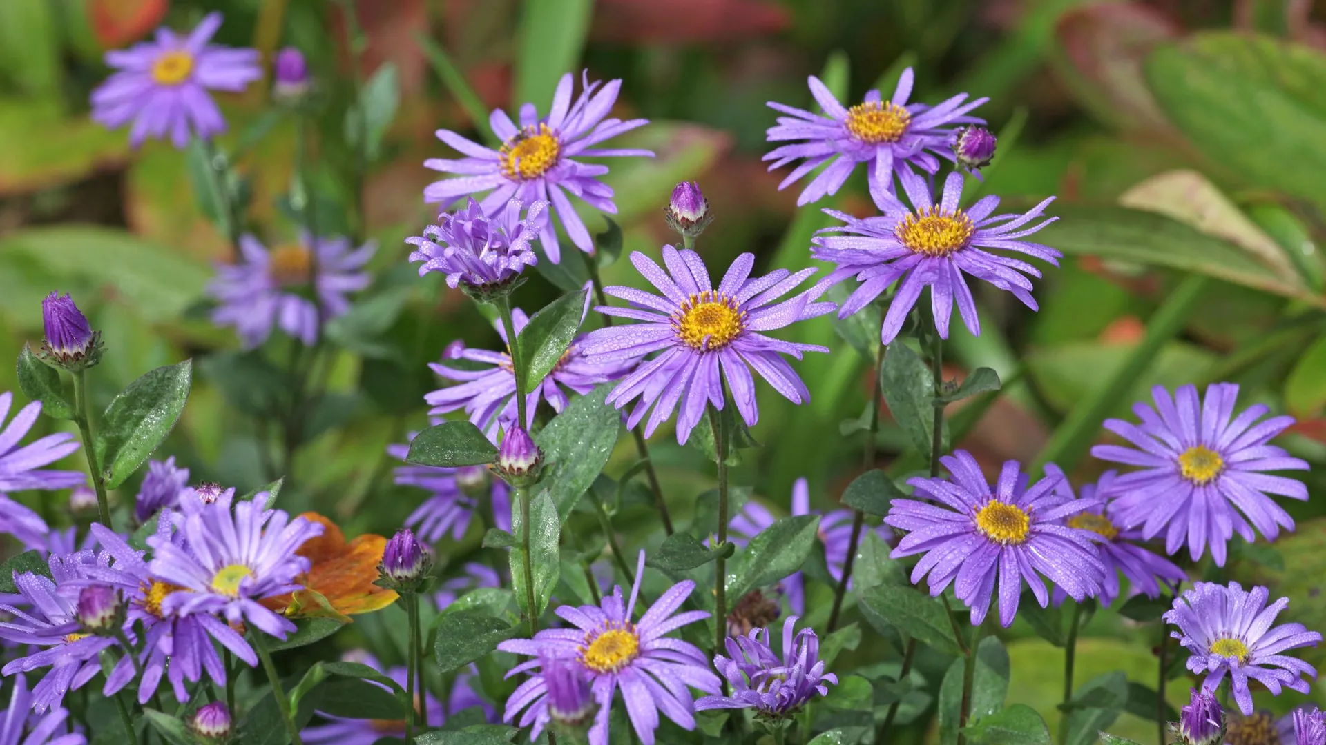 Titelseite -Compo Verkaufsgeschäft mit dem richtigen standort sind astern besonders pflegeleicht und koennen gut ueberwintern